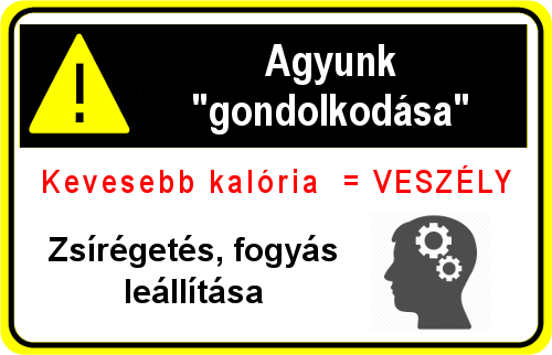 Leptin, egy hormon, ami szó szerint MINDEN zsírégetést irányít!